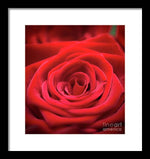 Load image into Gallery viewer, Red Roses - Grand Prix - Framed Print
