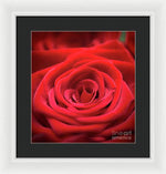 Load image into Gallery viewer, Red Roses - Grand Prix - Framed Print
