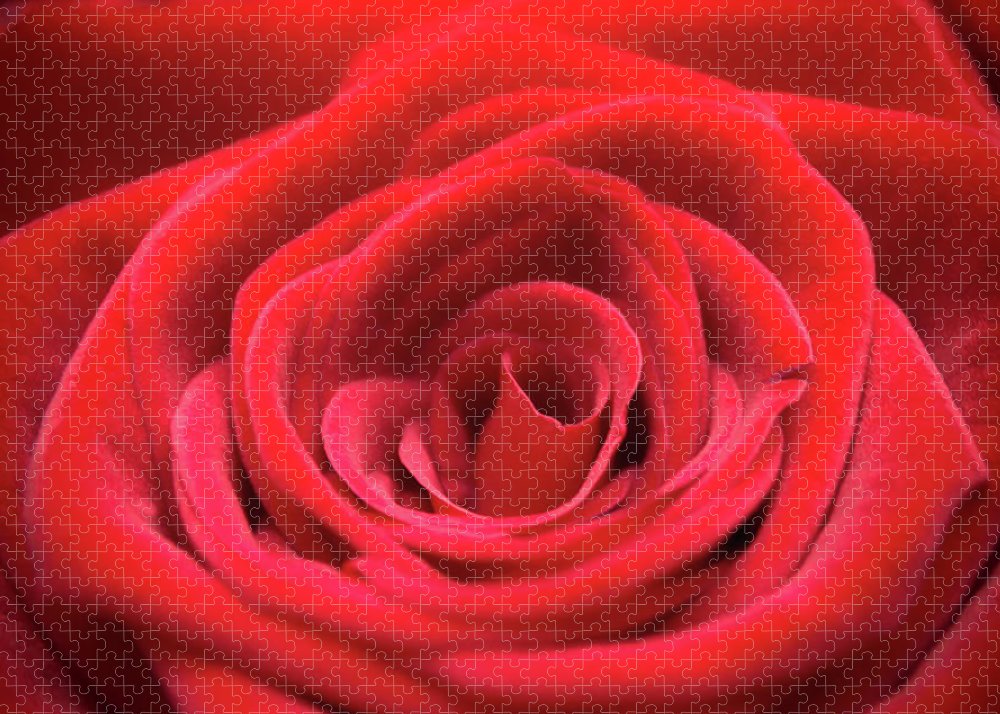 Red Roses - Grand Prix - Puzzle