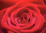 Load image into Gallery viewer, Red Roses - Grand Prix - Puzzle
