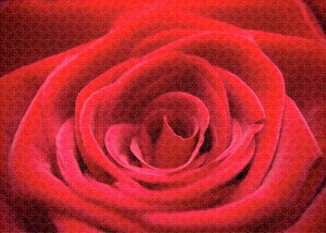 Red Roses - Grand Prix - Puzzle