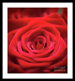 Load image into Gallery viewer, Red Roses - Grand Prix - Framed Print
