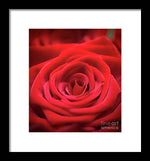 Load image into Gallery viewer, Red Roses - Grand Prix - Framed Print
