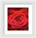 Load image into Gallery viewer, Red Roses - Grand Prix - Framed Print
