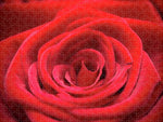 Load image into Gallery viewer, Red Roses - Grand Prix - Puzzle
