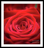 Load image into Gallery viewer, Red Roses - Grand Prix - Framed Print
