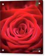 Load image into Gallery viewer, Red Roses - Grand Prix - Acrylic Print
