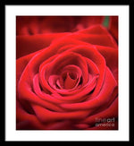 Load image into Gallery viewer, Red Roses - Grand Prix - Framed Print
