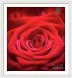 Load image into Gallery viewer, Red Roses - Grand Prix - Framed Print
