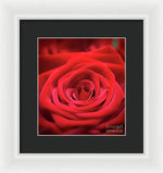 Load image into Gallery viewer, Red Roses - Grand Prix - Framed Print
