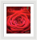 Load image into Gallery viewer, Red Roses - Grand Prix - Framed Print
