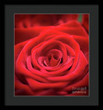 Load image into Gallery viewer, Red Roses - Grand Prix - Framed Print
