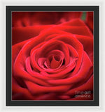 Load image into Gallery viewer, Red Roses - Grand Prix - Framed Print
