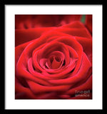 Load image into Gallery viewer, Red Roses - Grand Prix - Framed Print
