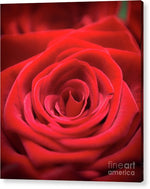 Load image into Gallery viewer, Red Roses - Grand Prix - Acrylic Print
