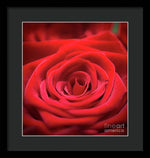 Load image into Gallery viewer, Red Roses - Grand Prix - Framed Print
