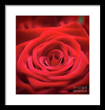Load image into Gallery viewer, Red Roses - Grand Prix - Framed Print
