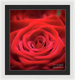 Load image into Gallery viewer, Red Roses - Grand Prix - Framed Print
