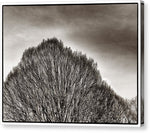 Load image into Gallery viewer, A Mountain of Trees - Canvas Print
