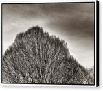 Load image into Gallery viewer, A Mountain of Trees - Canvas Print
