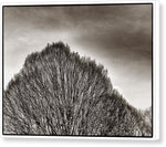 Load image into Gallery viewer, A Mountain of Trees - Canvas Print
