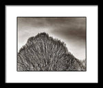 Load image into Gallery viewer, A Mountain of Trees - Framed Print
