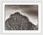 Load image into Gallery viewer, A Mountain of Trees - Framed Print
