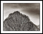 Load image into Gallery viewer, A Mountain of Trees - Framed Print
