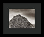 Load image into Gallery viewer, A Mountain of Trees - Framed Print
