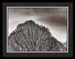 Load image into Gallery viewer, A Mountain of Trees - Framed Print
