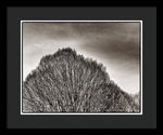 Load image into Gallery viewer, A Mountain of Trees - Framed Print
