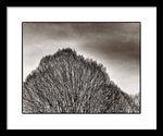 Load image into Gallery viewer, A Mountain of Trees - Framed Print
