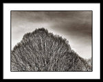 Load image into Gallery viewer, A Mountain of Trees - Framed Print
