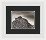 Load image into Gallery viewer, A Mountain of Trees - Framed Print
