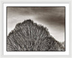 Load image into Gallery viewer, A Mountain of Trees - Framed Print
