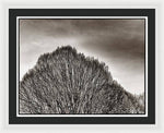 Load image into Gallery viewer, A Mountain of Trees - Framed Print
