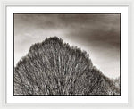 Load image into Gallery viewer, A Mountain of Trees - Framed Print
