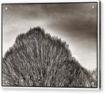 Load image into Gallery viewer, A Mountain of Trees - Acrylic Print
