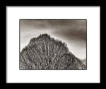 Load image into Gallery viewer, A Mountain of Trees - Framed Print
