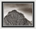 Load image into Gallery viewer, A Mountain of Trees - Framed Print
