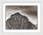 Load image into Gallery viewer, A Mountain of Trees - Framed Print
