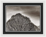 Load image into Gallery viewer, A Mountain of Trees - Framed Print
