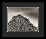 Load image into Gallery viewer, A Mountain of Trees - Framed Print
