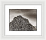 Load image into Gallery viewer, A Mountain of Trees - Framed Print
