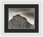 Load image into Gallery viewer, A Mountain of Trees - Framed Print
