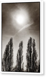 Load image into Gallery viewer, A Trio of Trees 2 - Canvas Print
