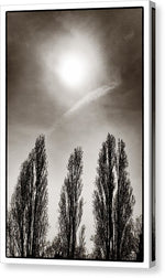 Load image into Gallery viewer, A Trio of Trees 2 - Canvas Print
