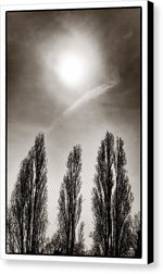 Load image into Gallery viewer, A Trio of Trees 2 - Canvas Print

