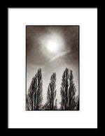 Load image into Gallery viewer, A Trio of Trees 2 - Framed Print
