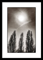 Load image into Gallery viewer, A Trio of Trees 2 - Framed Print
